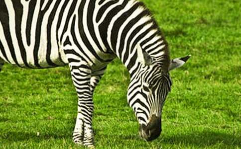 �μ�һֻ����