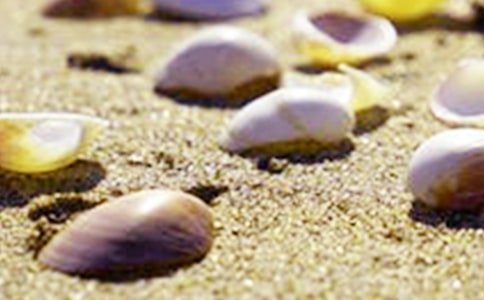 梦见贝壳里有肉