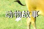 怎样利用动物故事育儿