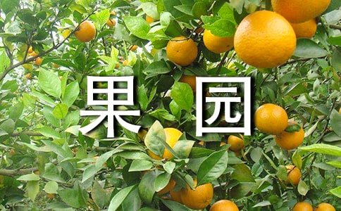 梦见果园里有湖