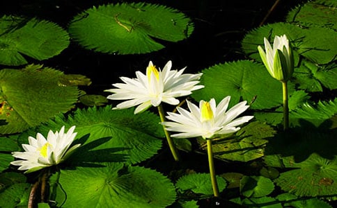 梦见睡莲的花骨