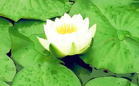 梦见睡莲