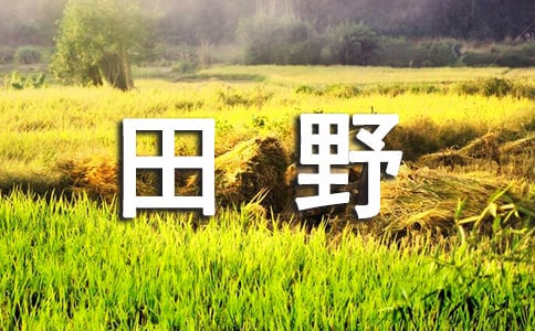 梦见田野上奔跑