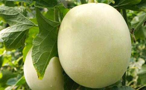 ʢ�ı�����Щ��Ϲ����ܳ�