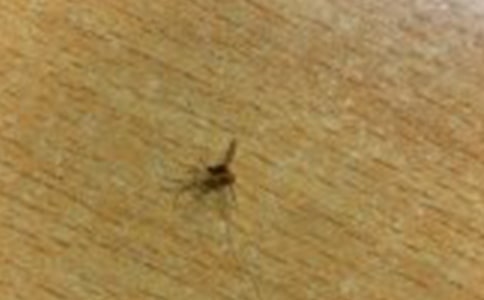 梦见被蚊子咬