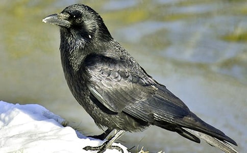 梦见大乌鸦