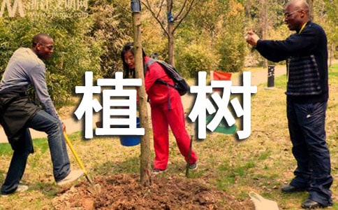 梦见植树