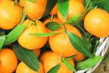 教你冬季橘子的选购技巧和方法