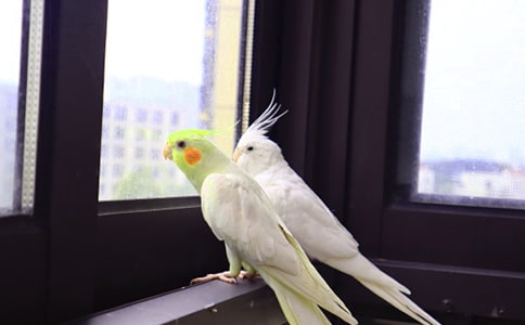 �μ�����[��ѡ]