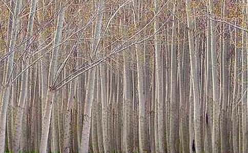 �μ�����