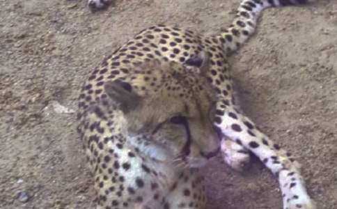 �μ���ɫ����