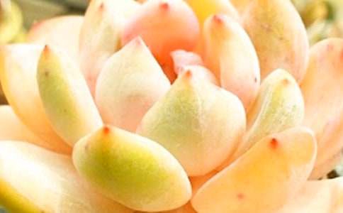 �μ��ö���