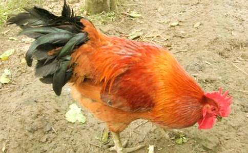 �μ�����׷������