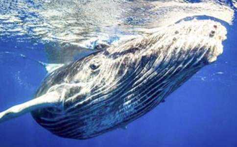 梦见鲸鱼跃出水面