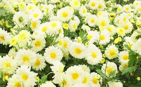 �μ�һƬ�ջ���