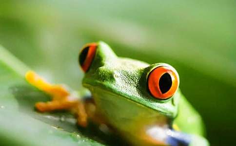 孕妇梦见钓青蛙