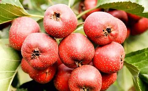 ɽ���������Ƥ��������ʳ������