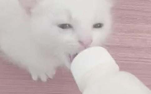 ����ι�̵�ʱ�����ֻ��Ա�����Ӱ����