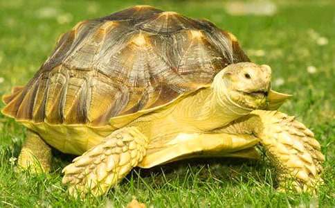 梦见乌龟在天上飞