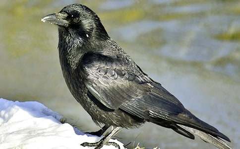 �μ���ѻ��ʺ