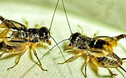 �μ����塢���С���