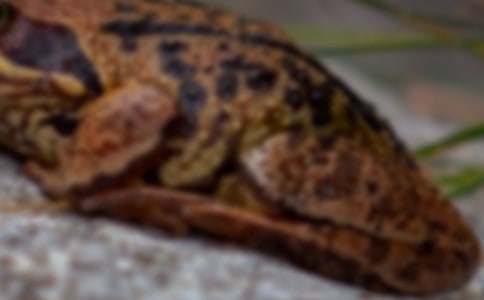 �μ���ɫ���