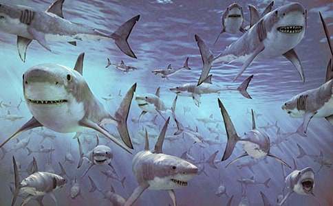 �μ�����ݵ�����