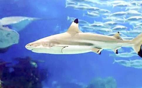 梦见鲨鱼咬死人